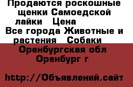 Продаются роскошные щенки Самоедской лайки › Цена ­ 40 000 - Все города Животные и растения » Собаки   . Оренбургская обл.,Оренбург г.